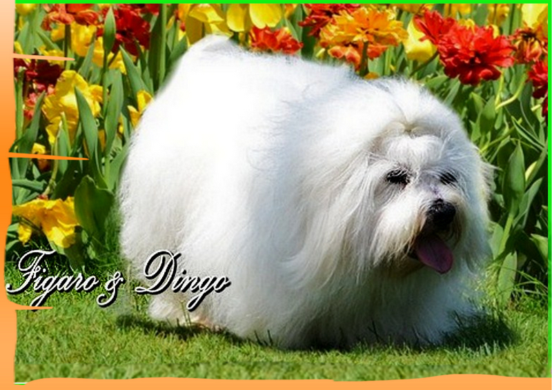 Coton de Tulear