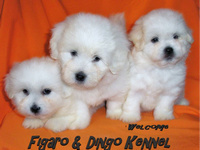 Coton de Tulear Figaro & Dingo