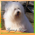 COTON DE TULEAR
