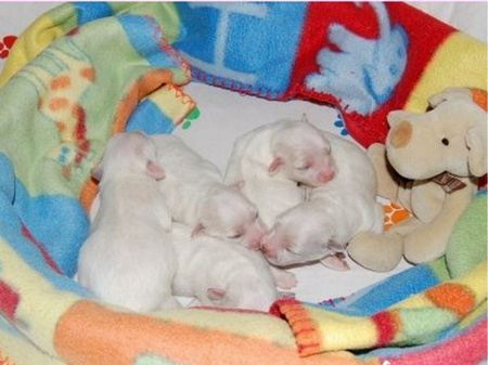 COTON de Tulear