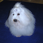 COTON DE TULEAR