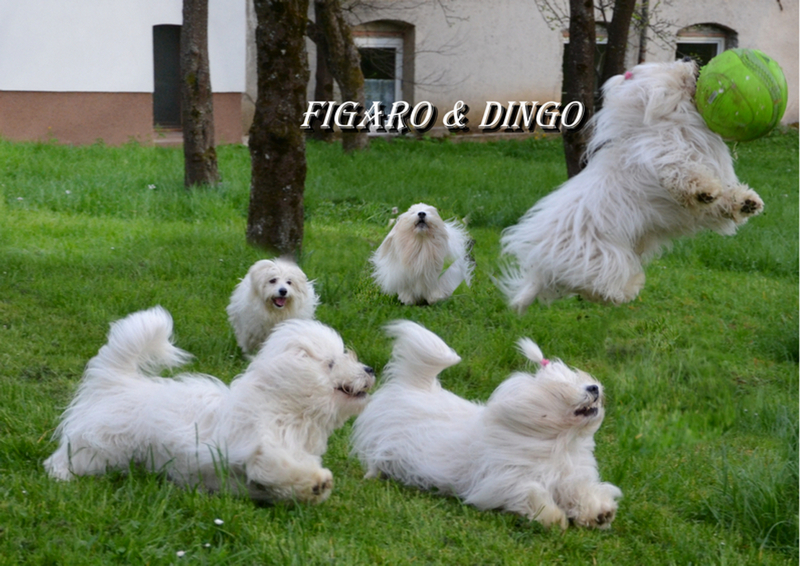 COTON de Tulear