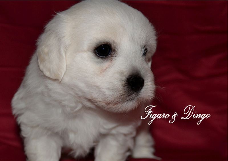 COTON de Tulear