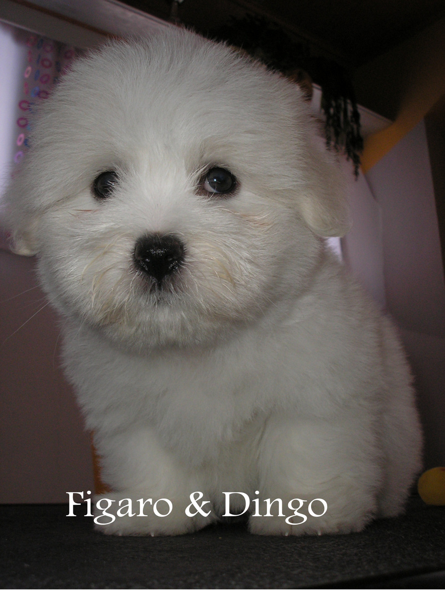COTON de Tulear