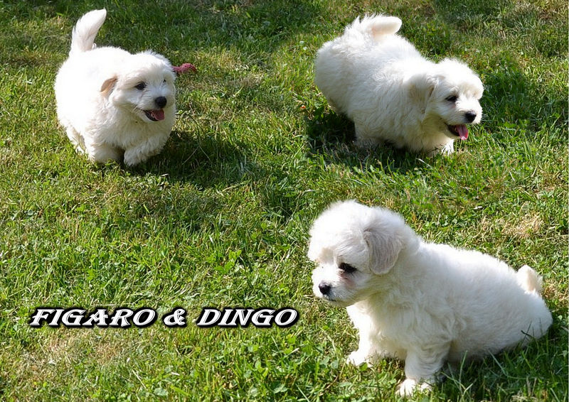 COTON de Tulear