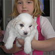 COTON DE TULEAR