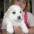 COTON DE TULEAR