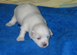 COTON DE TULEAR