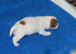 COTON DE TULEAR