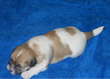 COTON DE TULEAR