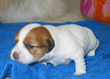 COTON DE TULEAR