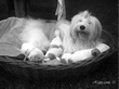 COTON DE TULEAR