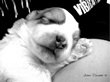 COTON DE TULEAR
