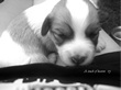 COTON DE TULEAR