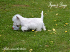 COTON DE TULEAR