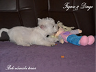 COTON DE TULEAR