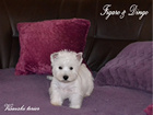 COTON DE TULEAR