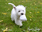 COTON DE TULEAR