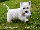 COTON DE TULEAR
