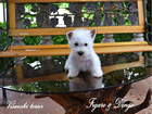 COTON DE TULEAR