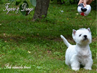 COTON DE TULEAR